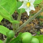 Solanum melongena Frugt