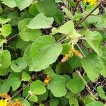 Triumfetta flavescens Leaf
