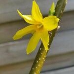Forsythia × intermedia Flor