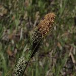 Carex spectabilis Meyve