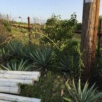 Yucca pallida Hábito