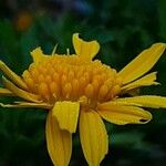 Euryops chrysanthemoides Blomma