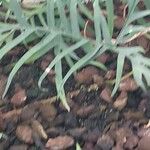 Philodendron pedatum Лист
