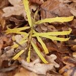 Hieracium umbellatum Leaf