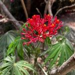 Jatropha multifida 花