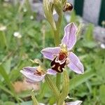 Ophrys apifera Квітка
