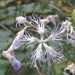 Dianthus superbus Flower