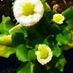 Bellis rotundifolia Floare
