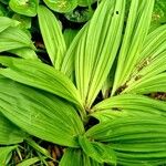 Veratrum nigrum Blatt