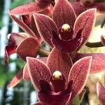 Cymbidium devonianum List