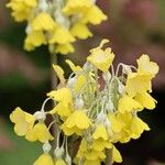 Primula florindae Blomma