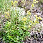 Alchemilla saxatilis Характер