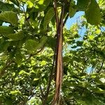 Catalpa bignonioides Fruit