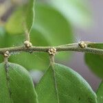 Drypetes gerrardii Leaf