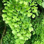 Adiantum raddianum Alkat (teljes növény)