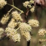Combretum collinum Flower