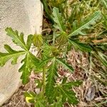 Hibiscus trionum Blad