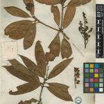 Pieris formosa Mosusu