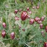 Platycapnos spicata Flor