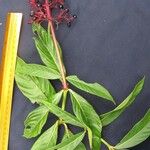 Palicourea triphylla その他の提案