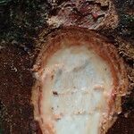 Coelocaryon preussii Corteza