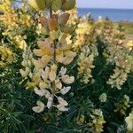 Lupinus arboreusফুল