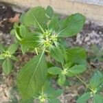 Euphorbia davidii Leaf