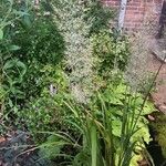 Calamagrostis arundinacea Likasa
