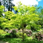 Acer sieboldianum Habitus