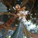 Eriobotrya japonica Flower