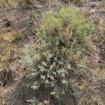 Artemisia cana Leaf