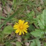 Aposeris foetida Flor