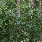Ruellia tubiflora Habitus