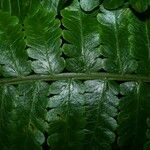 Cyathea cyatheoides Folla