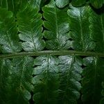 Cyathea cyatheoides Yaprak