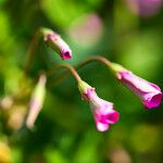 Oxalis articulata Flor