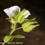 Cistus inflatus Altres