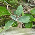 Salvia discolor 葉