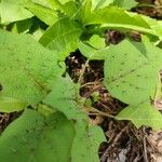 Solanum quitoense Levél