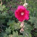 Alcea roseaBlomst