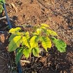 Handroanthus heptaphyllus Folha