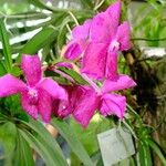 Spathoglottis unguiculata Квітка