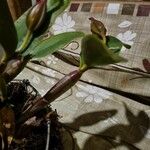 Cattleya intermedia Kéreg