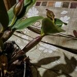 Cattleya intermedia Schors