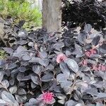 Loropetalum chinense Alkat (teljes növény)