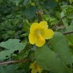 Malachra alceifolia Flower