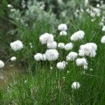 Eriophorum scheuchzeri Λουλούδι