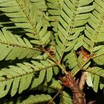 Calliandra bijuga Ліст