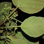 Coussapoa villosa Blad