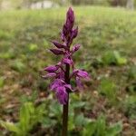 Orchis masculaBlüte